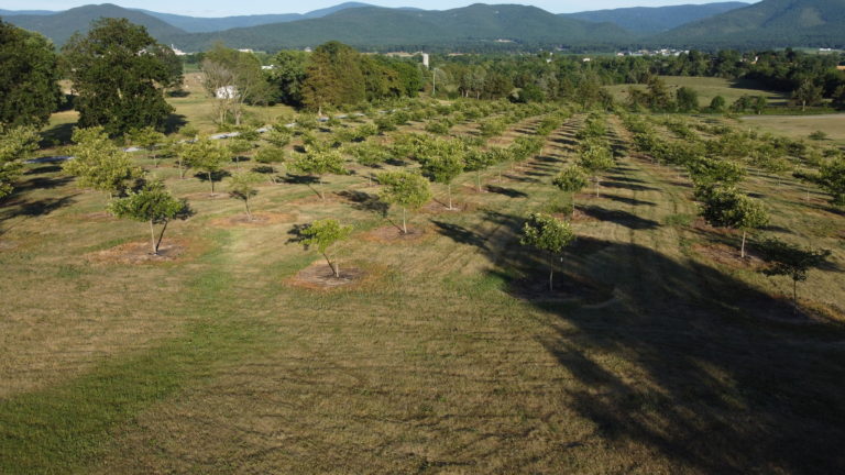 Aerial picture taken from a drone of the farm with the mountains in the background.
