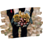 Cropped image of someone wearing gloves holding out their hands full of freshly picked chestnuts.